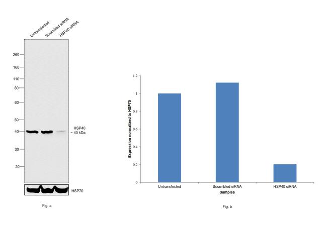 HSP40 Antibody in Western Blot (WB)