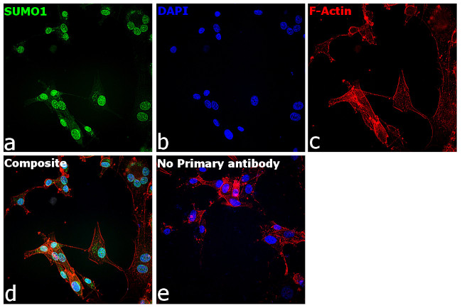 SUMO1 Antibody in Immunocytochemistry (ICC/IF)