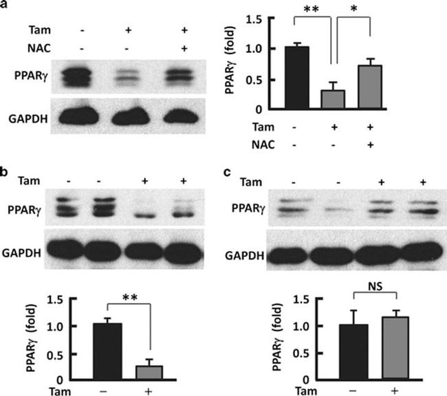 PPAR gamma Antibody in Western Blot (WB)