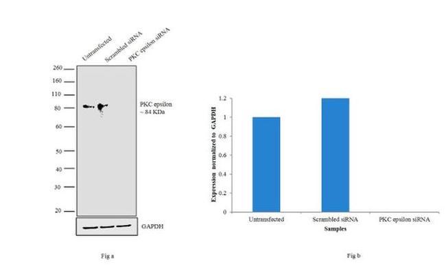 PKC epsilon Antibody in Western Blot (WB)