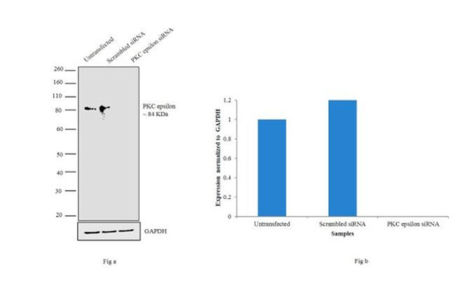 PKC epsilon Antibody