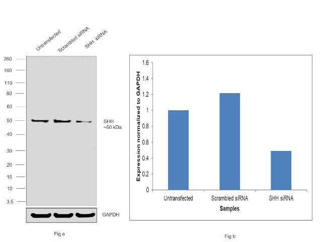 SHH Antibody