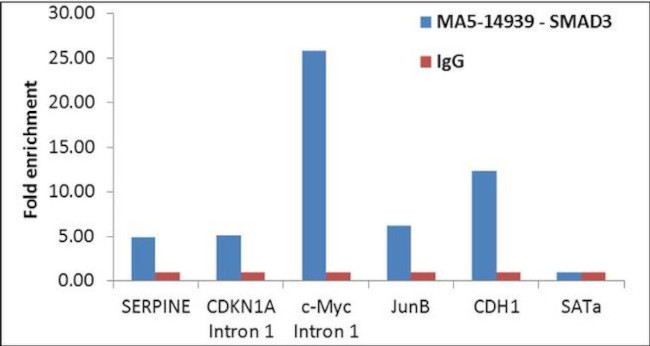 SMAD3 Antibody