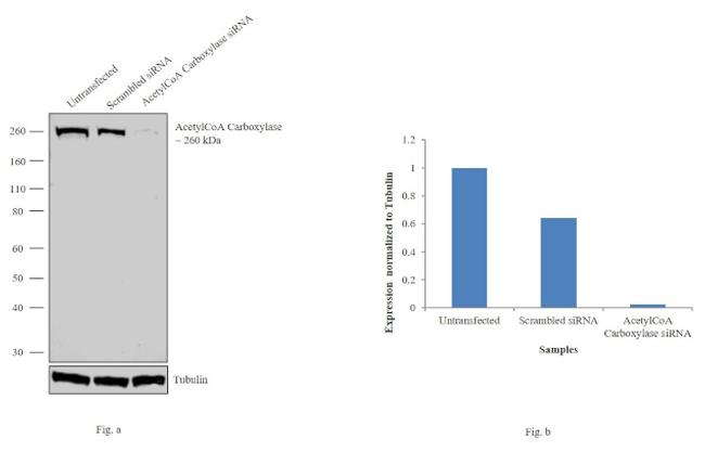 Acetyl-CoA Carboxylase Antibody in Western Blot (WB)