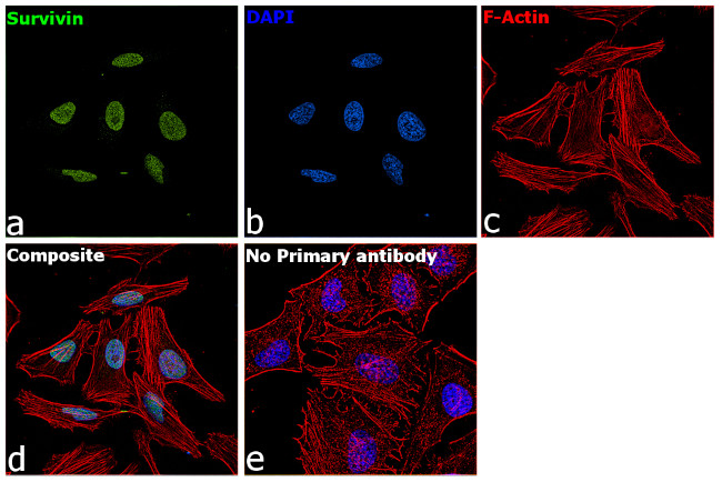 Survivin Antibody in Immunocytochemistry (ICC/IF)