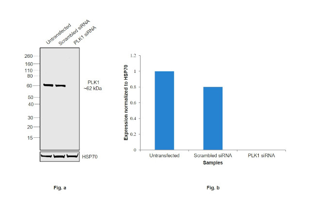 PLK1 Antibody