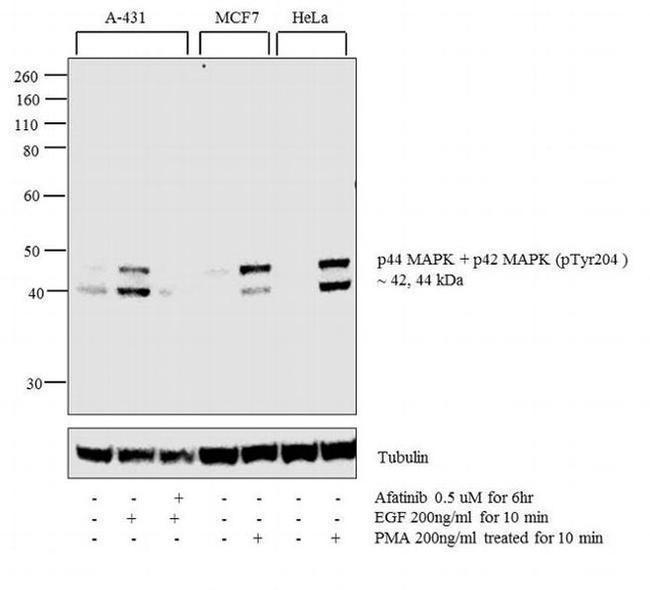 Phospho-ERK1/ERK2 (Thr202, Tyr204) Antibody in Western Blot (WB)