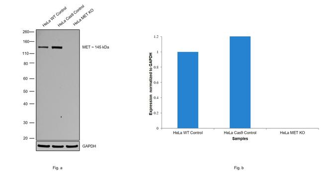 c-Met Antibody in Western Blot (WB)