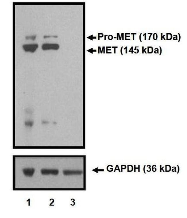 c-Met Antibody in Western Blot (WB)