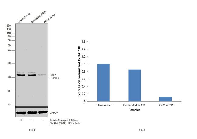 FGF2 Antibody in Western Blot (WB)