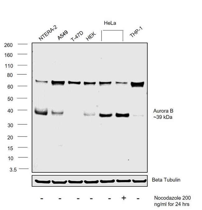 Aurora B Monoclonal Antibody (13E8D3) (MA5-15321)