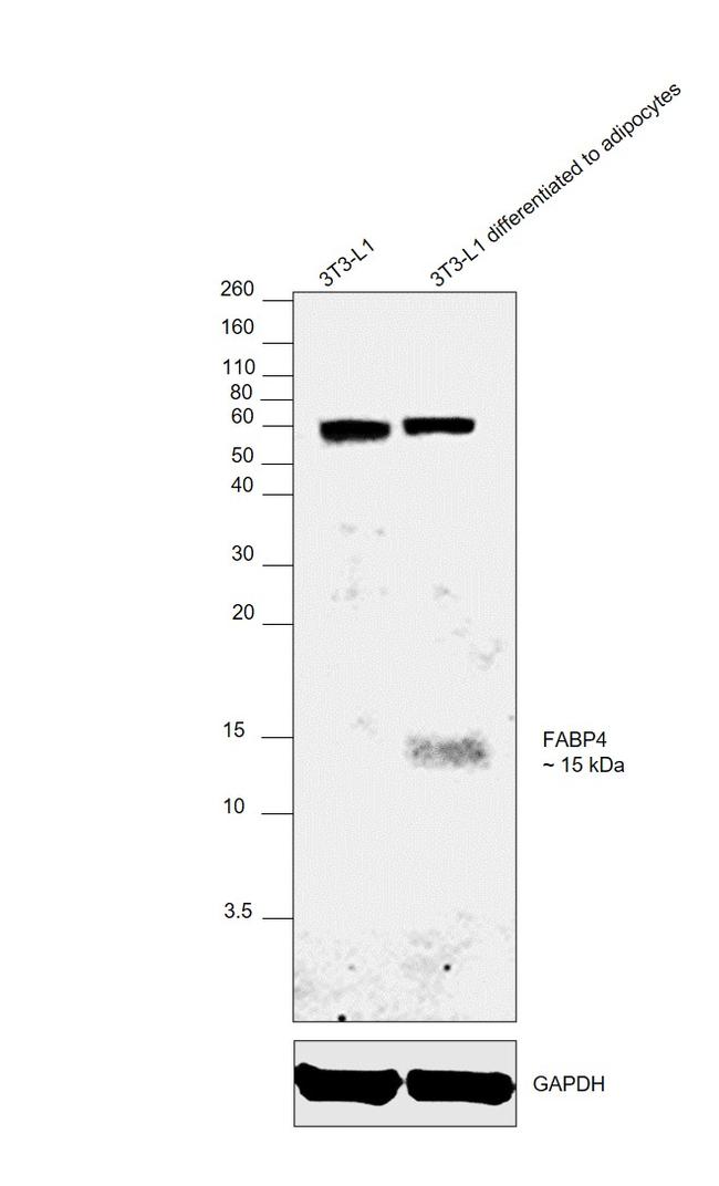 FABP4 Antibody in Western Blot (WB)