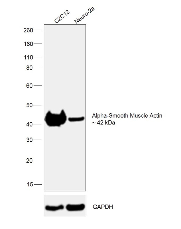 Alpha-Smooth Muscle Actin Antibody