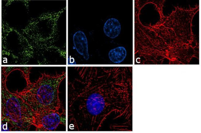 APOE Antibody in Immunocytochemistry (ICC/IF)