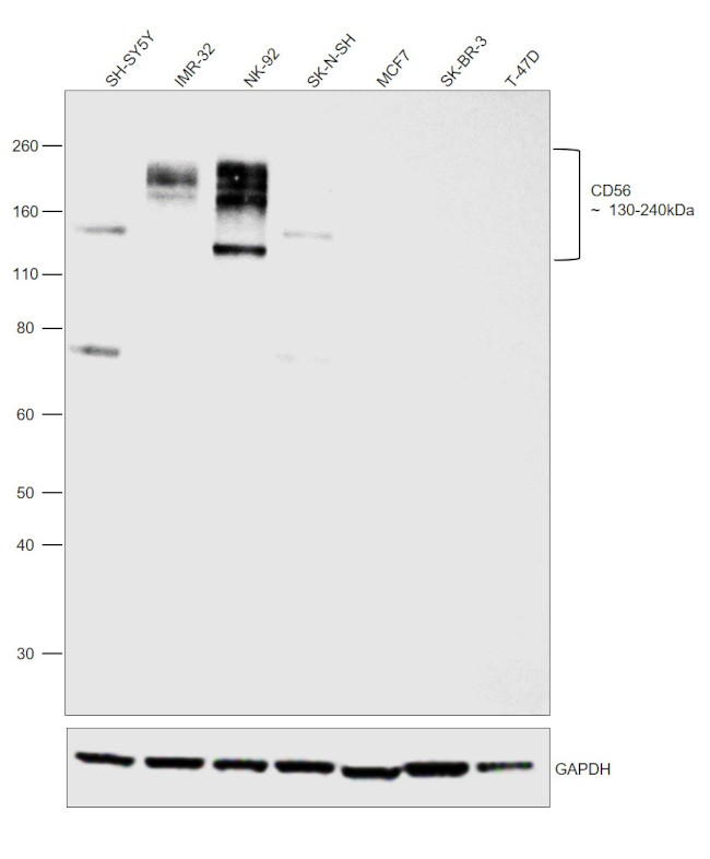 CD56 Monoclonal Antibody (123C3) (MA5-16446)