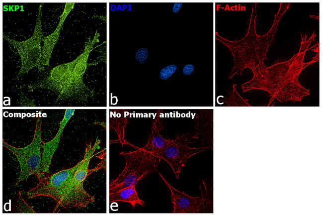 SKP1 Antibody in Immunocytochemistry (ICC/IF)