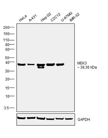 MEK3 Antibody