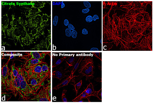 Citrate Synthase Antibody in Immunocytochemistry (ICC/IF)