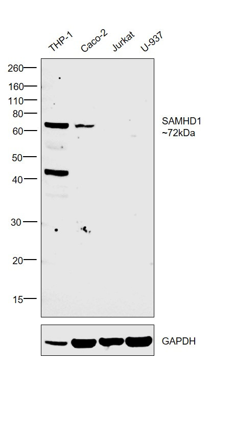 SAMHD1 Antibody