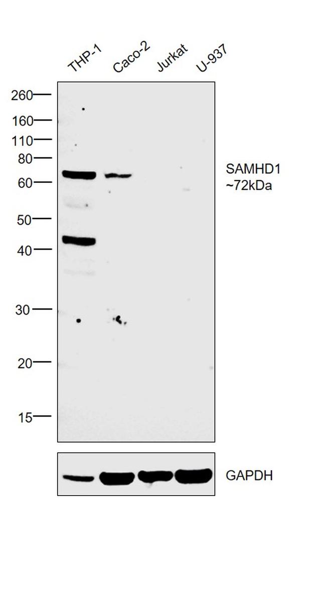 SAMHD1 Antibody in Western Blot (WB)