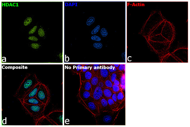 HDAC1 Antibody in Immunocytochemistry (ICC/IF)