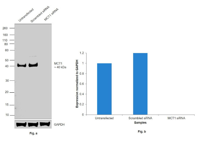 MCT1 Antibody