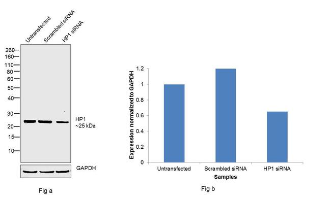 HP1 beta Antibody in Western Blot (WB)