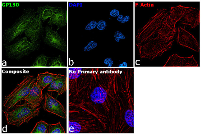 GP130 Antibody in Immunocytochemistry (ICC/IF)