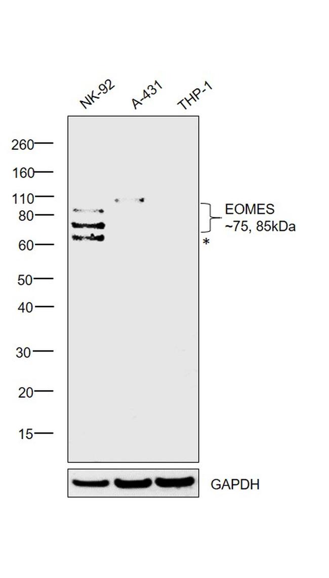 EOMES Antibody in Western Blot (WB)