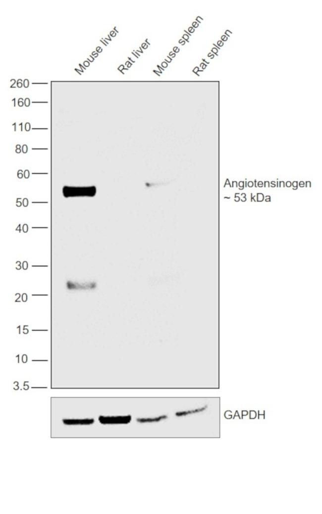 Angiotensinogen Antibody in Western Blot (WB)