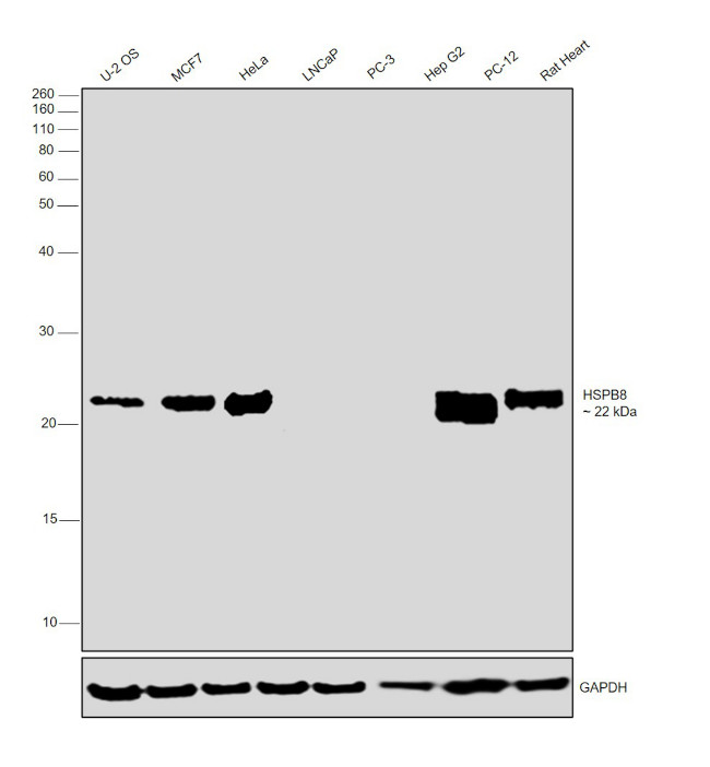 HSPB8 Antibody