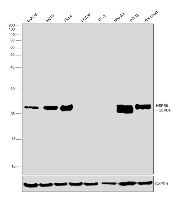 HSPB8 Antibody in Western Blot (WB)