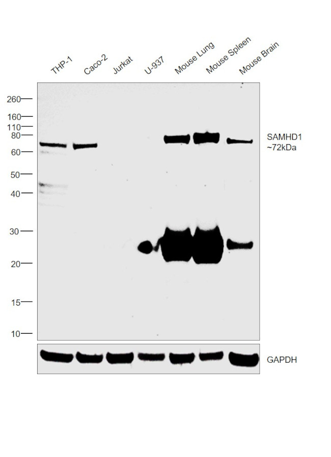 SAMHD1 Antibody