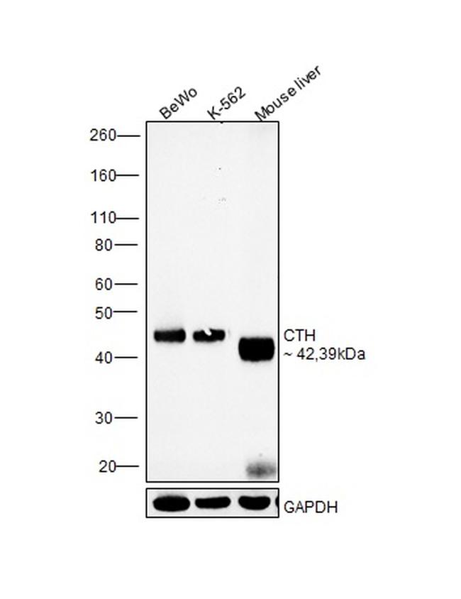 CTH Antibody in Western Blot (WB)