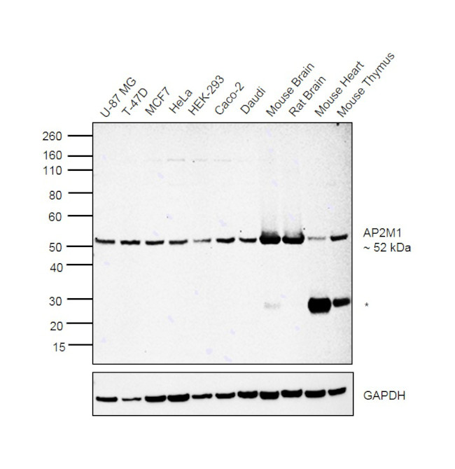 AP2M1 Antibody