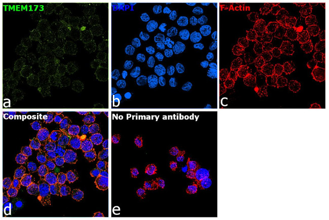 STING Antibody in Immunocytochemistry (ICC/IF)