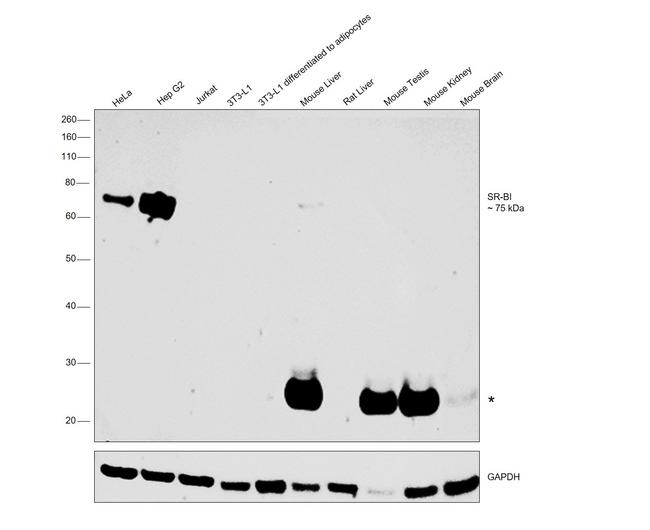 SR-BI Antibody in Western Blot (WB)