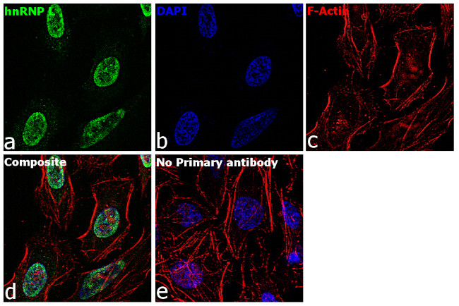 hnRNP L Antibody in Immunocytochemistry (ICC/IF)