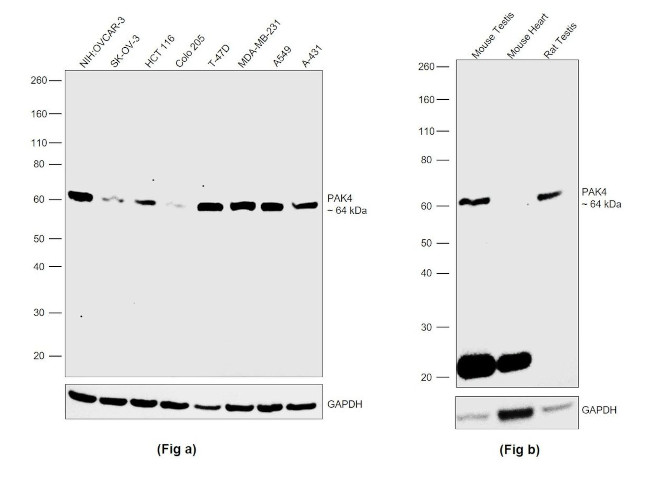 PAK4 Antibody