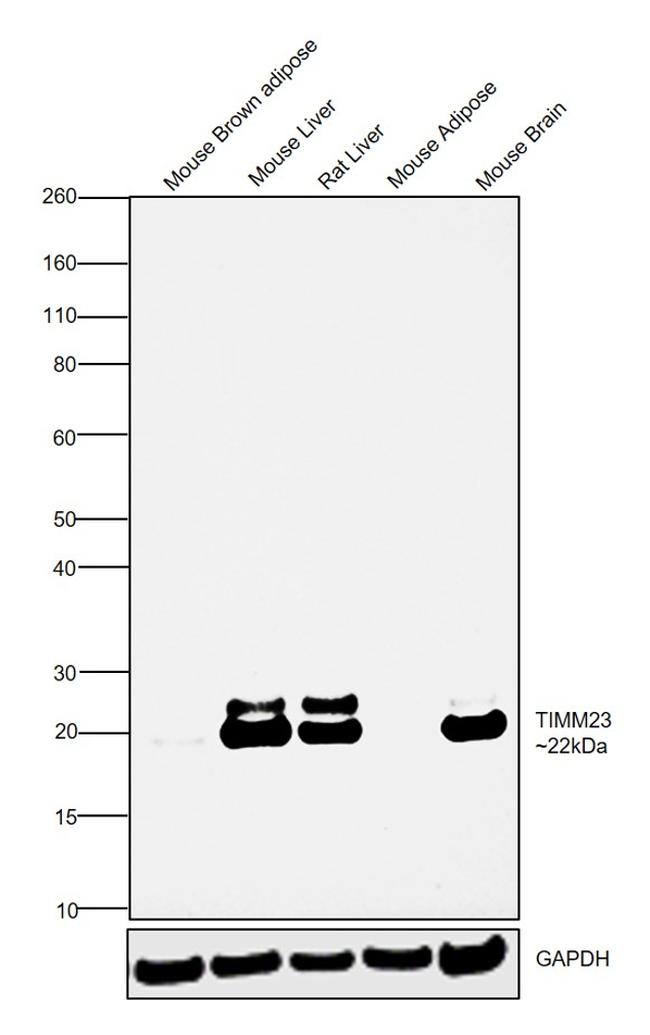 TIMM23 Antibody in Western Blot (WB)