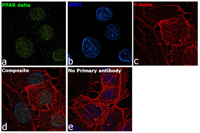 PPAR delta Antibody in Immunocytochemistry (ICC/IF)