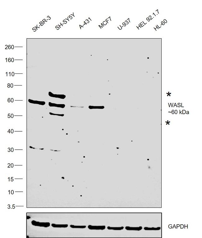 N-WASP Antibody in Western Blot (WB)