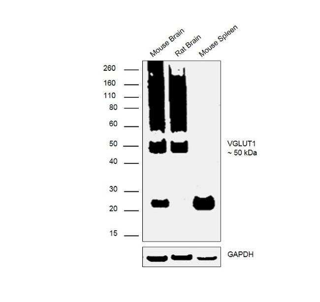 VGLUT1 Antibody in Western Blot (WB)