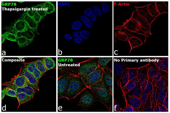 GRP78 Antibody