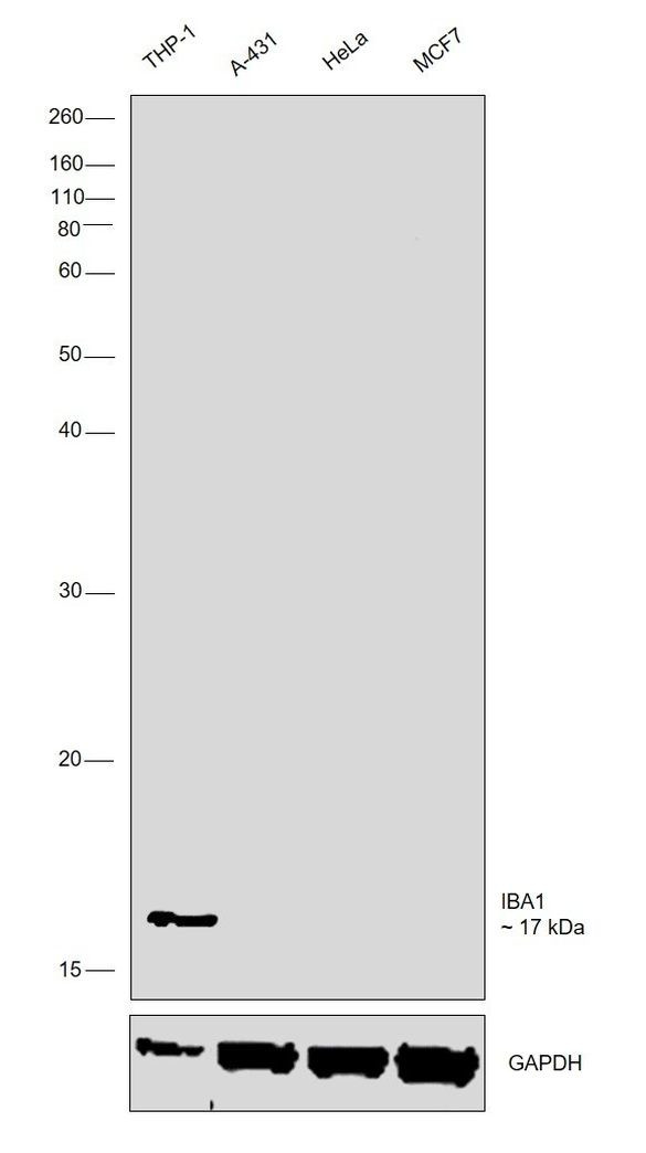 IBA1 Antibody