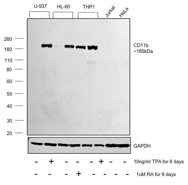 CD11b Antibody
