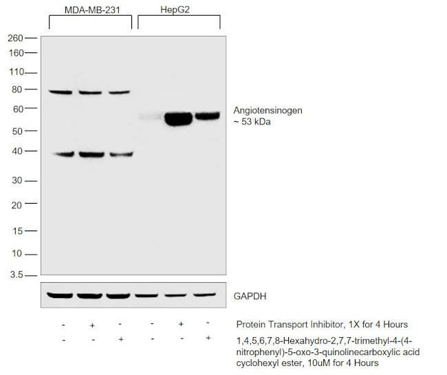 Angiotensinogen Antibody