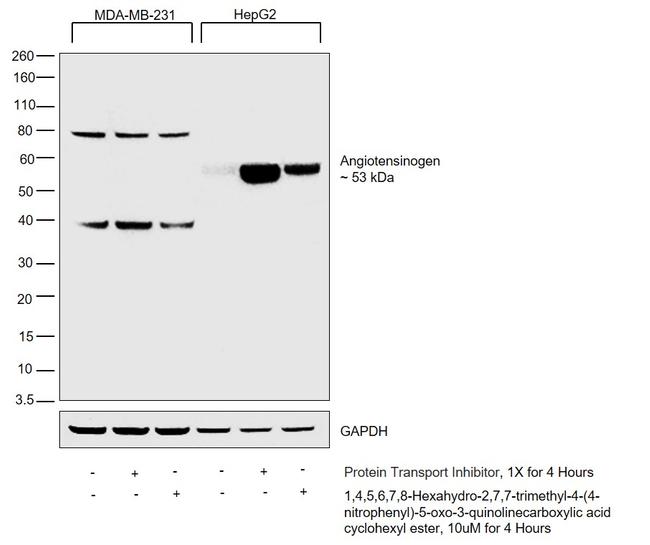 Angiotensinogen Antibody in Western Blot (WB)