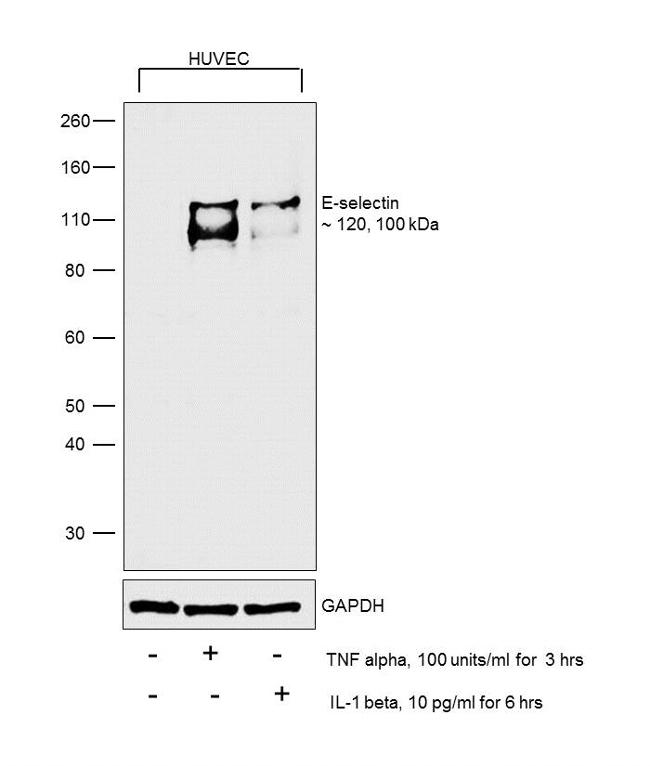 E-selectin Antibody in Western Blot (WB)