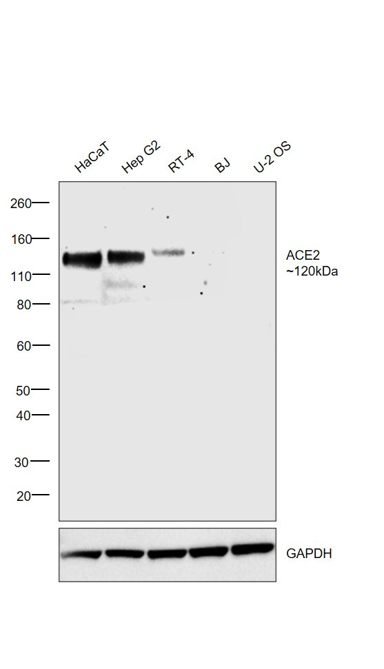 ACE2 Antibody